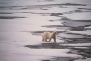 Polar Bear on Ice Photo