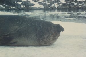 Awakened Beach Master Seal - Antarctic - Photo